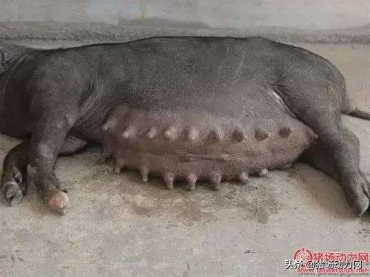 看过来，母猪体温过低的三大内因及实用解决方案！