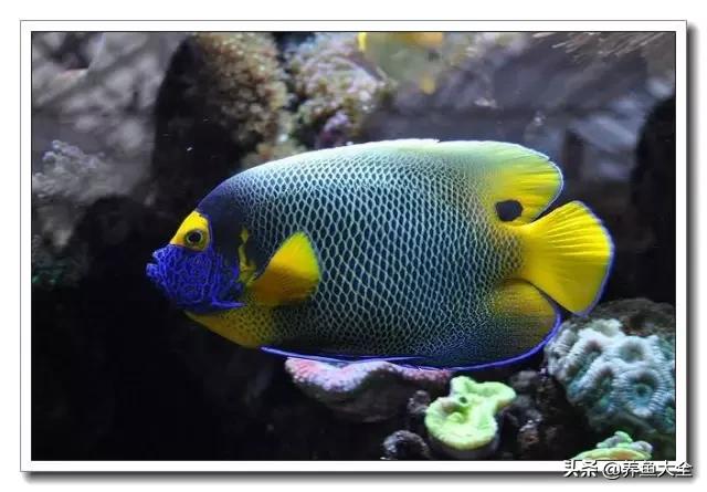 海水鱼饲养水质参数,海水鱼的饲养知识