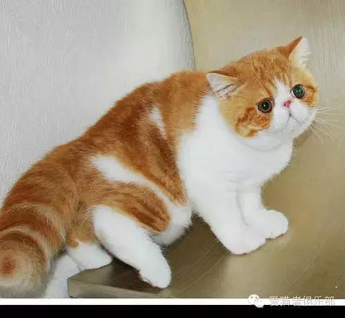 怎么区分加菲猫的品种,纯种加菲猫应该是什么颜色