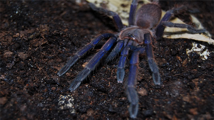 饲养蜘蛛要准备哪些用品,巴西所罗门蜘蛛饲养教程