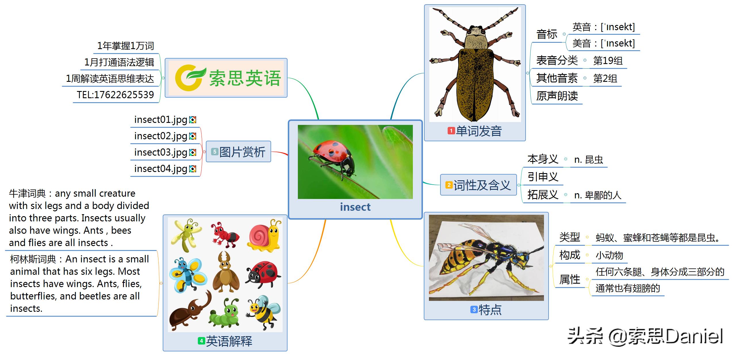 昆虫的英语单词快速记忆法,昆虫英语词汇教学