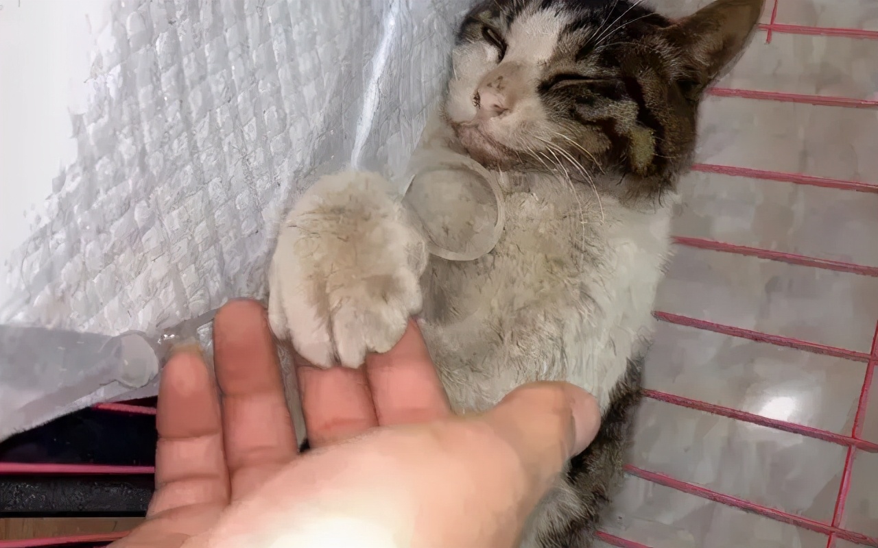 狸花猫被撞了,狸花猫受重伤