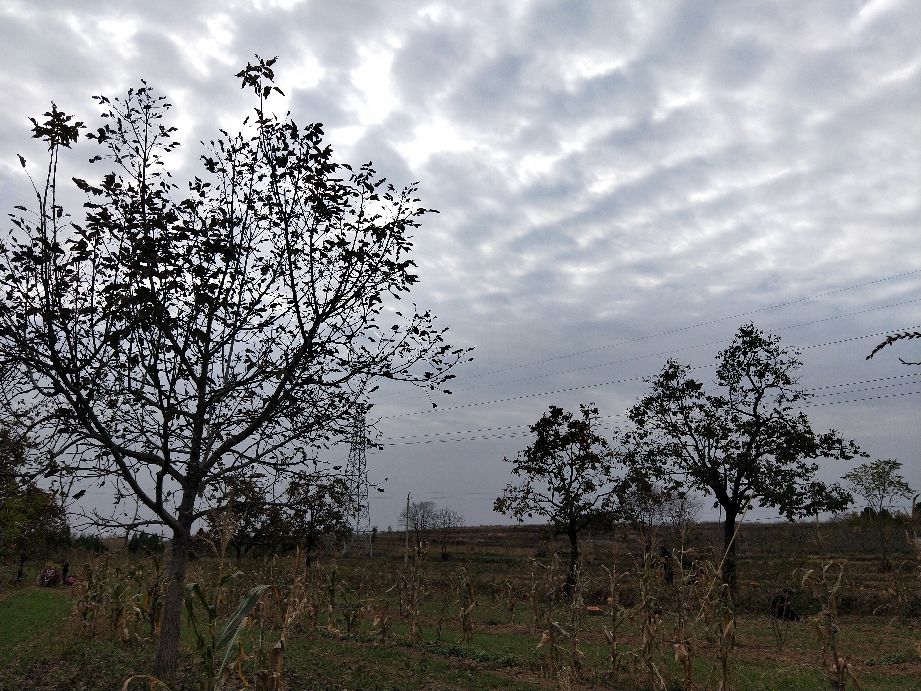 采摘柿子过程,柿子采摘方法介绍