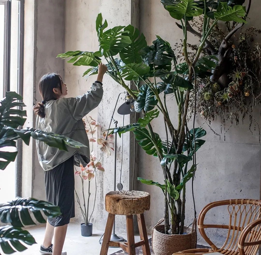 装饰高级感家里绿植推荐,室内装饰花卉及盆景植物