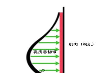 女人减肥胸部小了怎样恢复,200斤胖子减肥如何把胸部变小