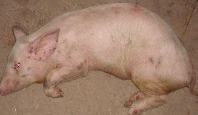 治疗猪副嗜血杆菌用什么药,猪副猪嗜血杆菌病的特征是什么