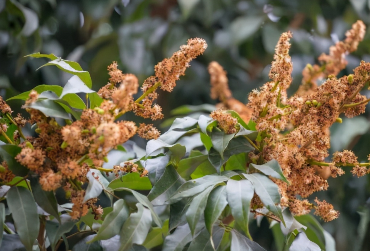 保花保果小窍门,保花保果见效快的方法