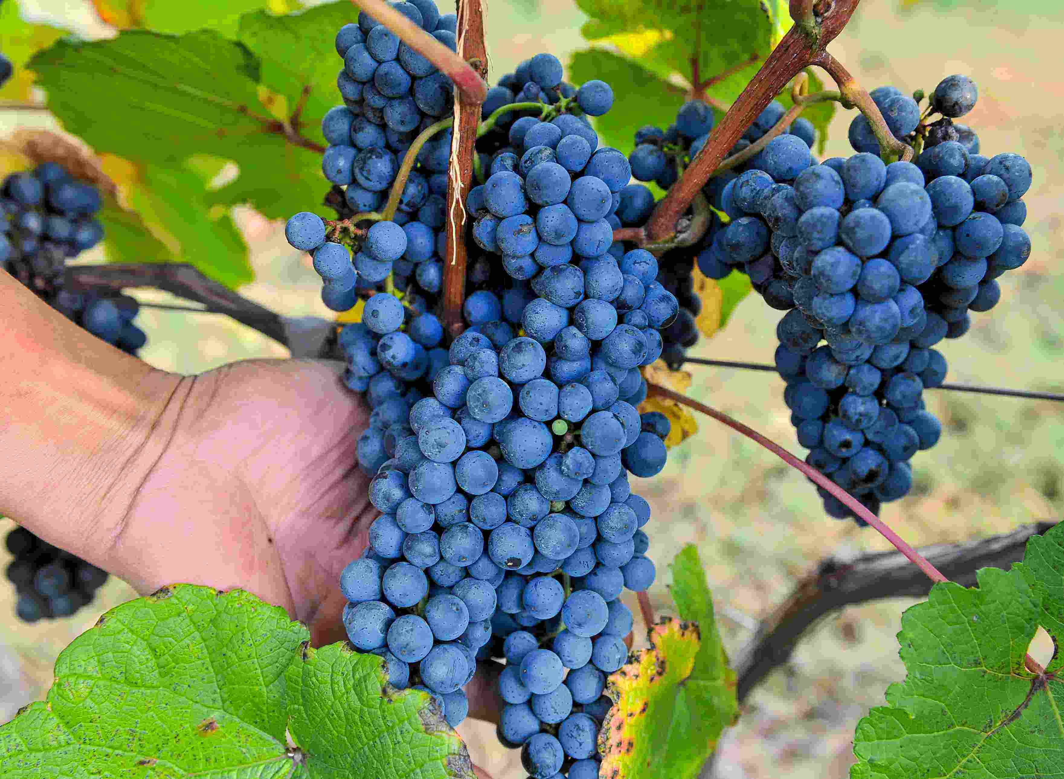 农村的野果子有哪些,农村的野果子真好吃