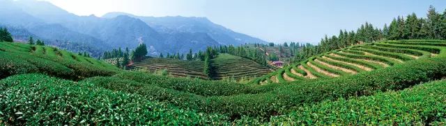 全国十大名茶旅游地,中国十大茶旅