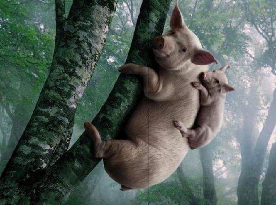 韩国神剧热门话题“猜老公”，西瓜大神探秘，太搞笑了