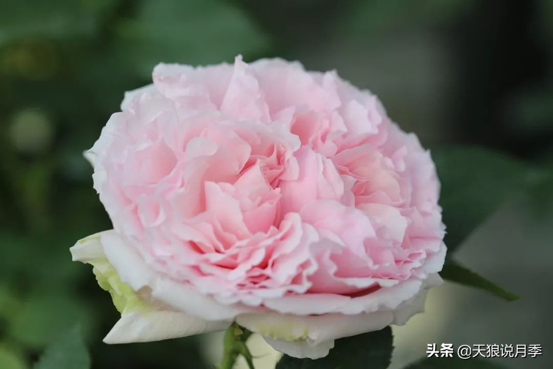 都说“最美人间四月天”，应该就是月季开花的模样吧！