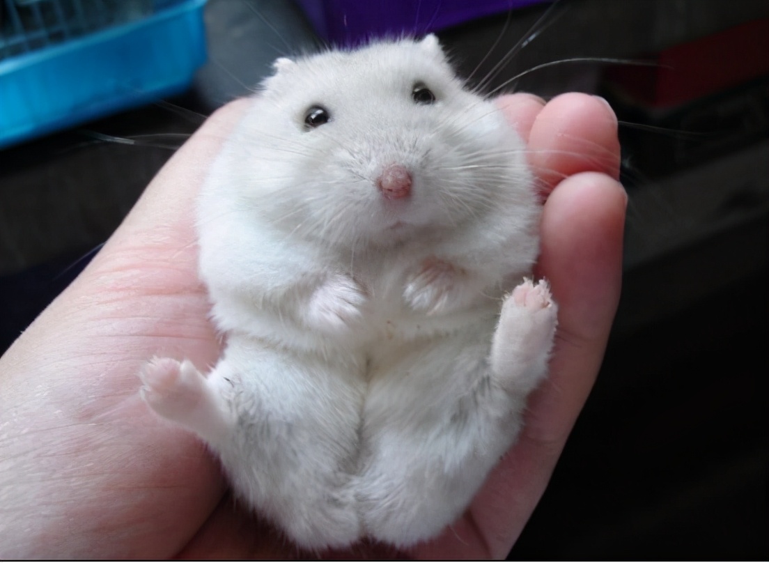 可爱的小仓鼠该怎么养呢,小仓鼠怎么养会又活泼又可爱呢