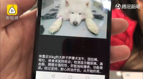 爷爷奶奶养的狗胖出糖尿病狗子怒减10斤控制血糖