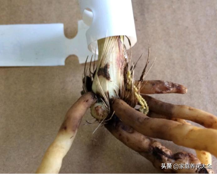 怎样使已烂根的兰花长新根,兰花烂根的养殖方法