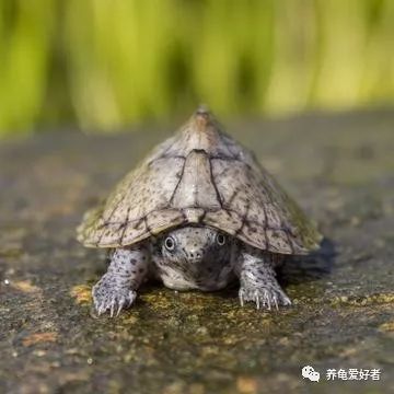 春节之前，给那些不养龟的朋友们科普一下