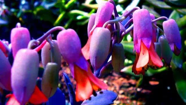 奇花异草图片,奇花异草的赞美句子