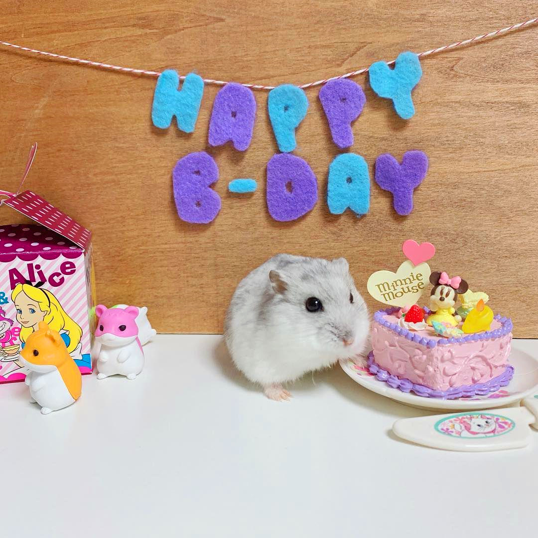 小仓鼠吃生日蛋糕,仓鼠过生日的蛋糕