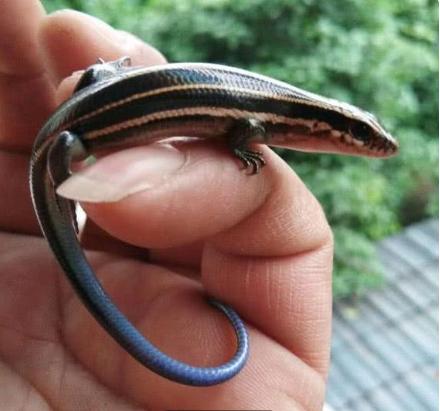 捡到小壁虎带回家养,男子捡了蜥蜴