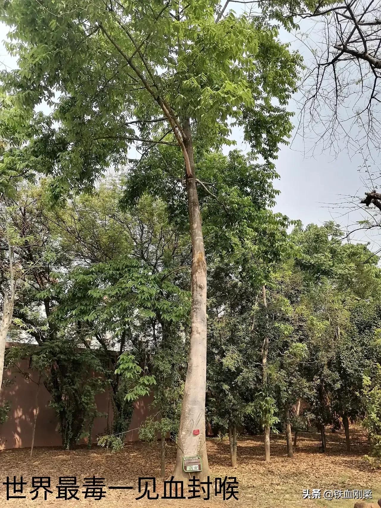 西双版纳景洪景区介绍,西双版纳景洪旅游胜地