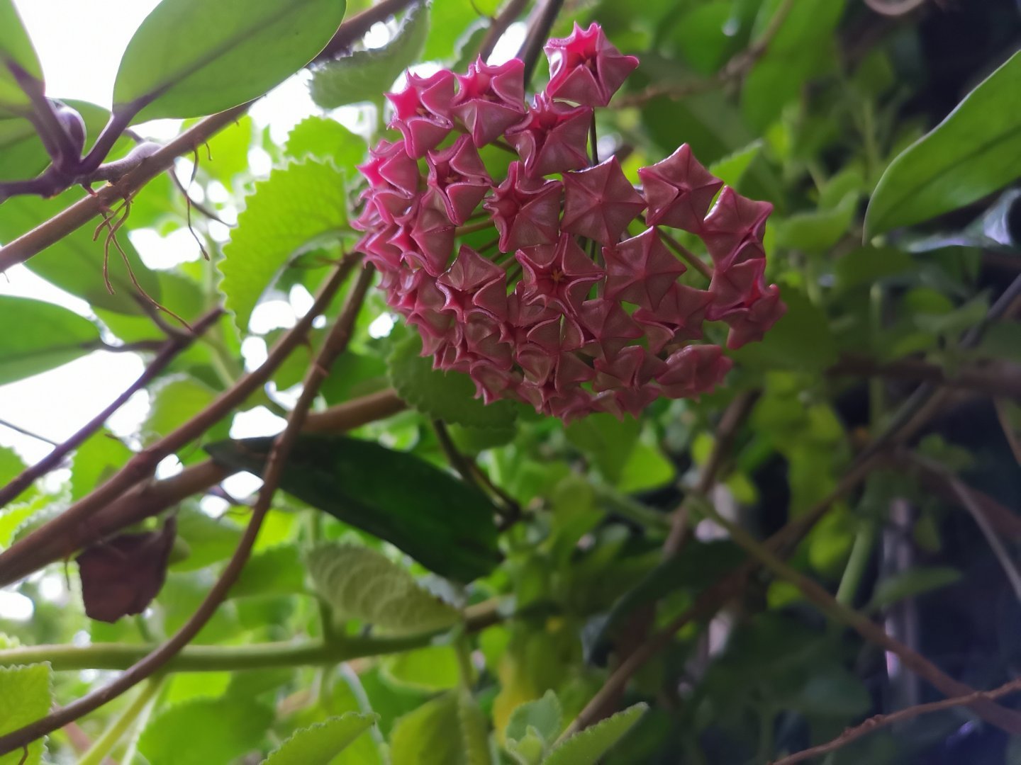 球兰生长缓慢打出花苞后不动了,球兰花快速生长