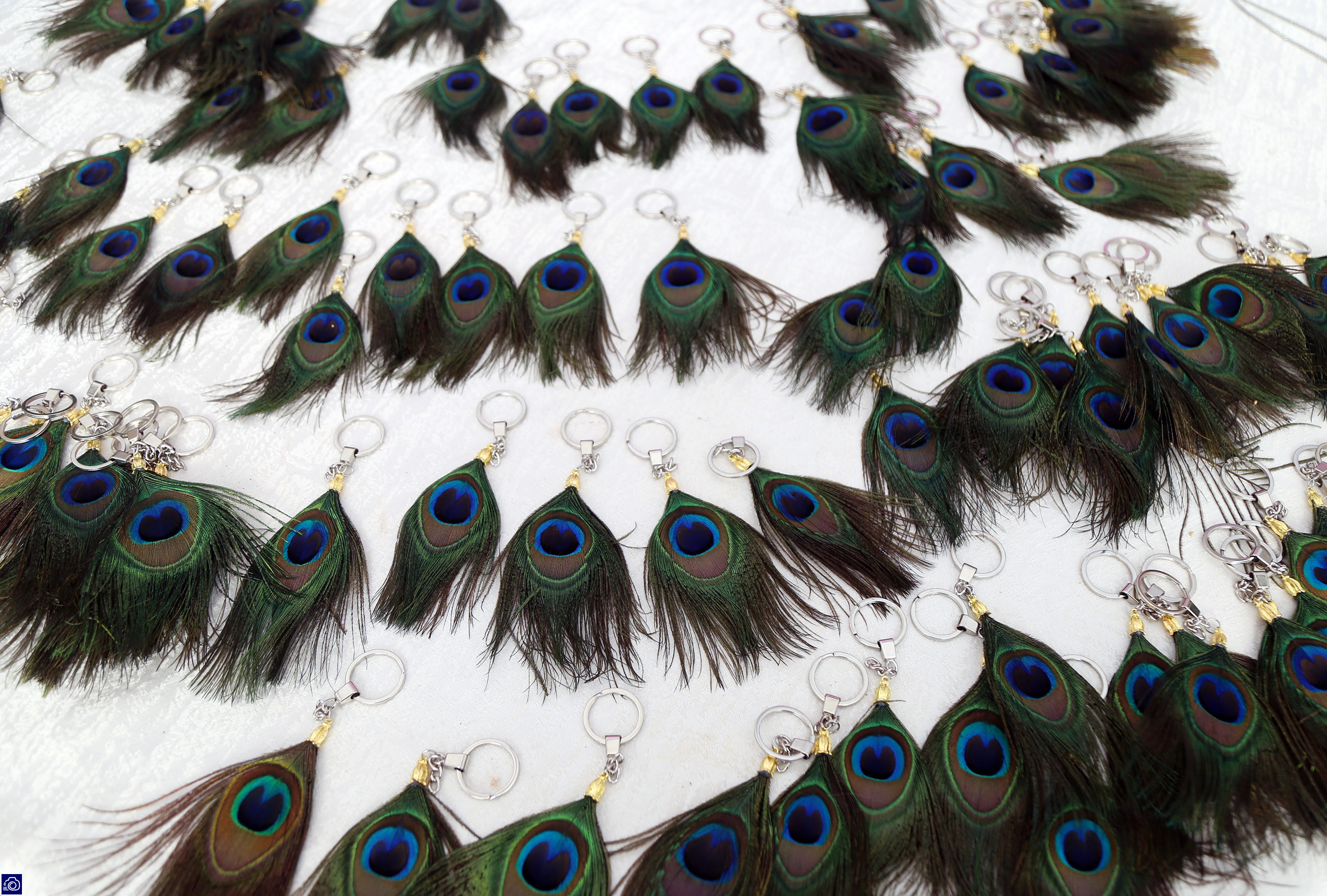 在家里养了差不多十几只孔雀,养孔雀150只