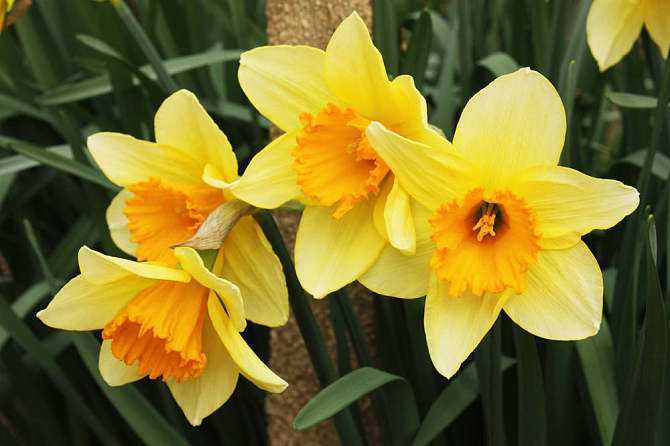 水仙花叶子软,水仙花哪种颜色最好