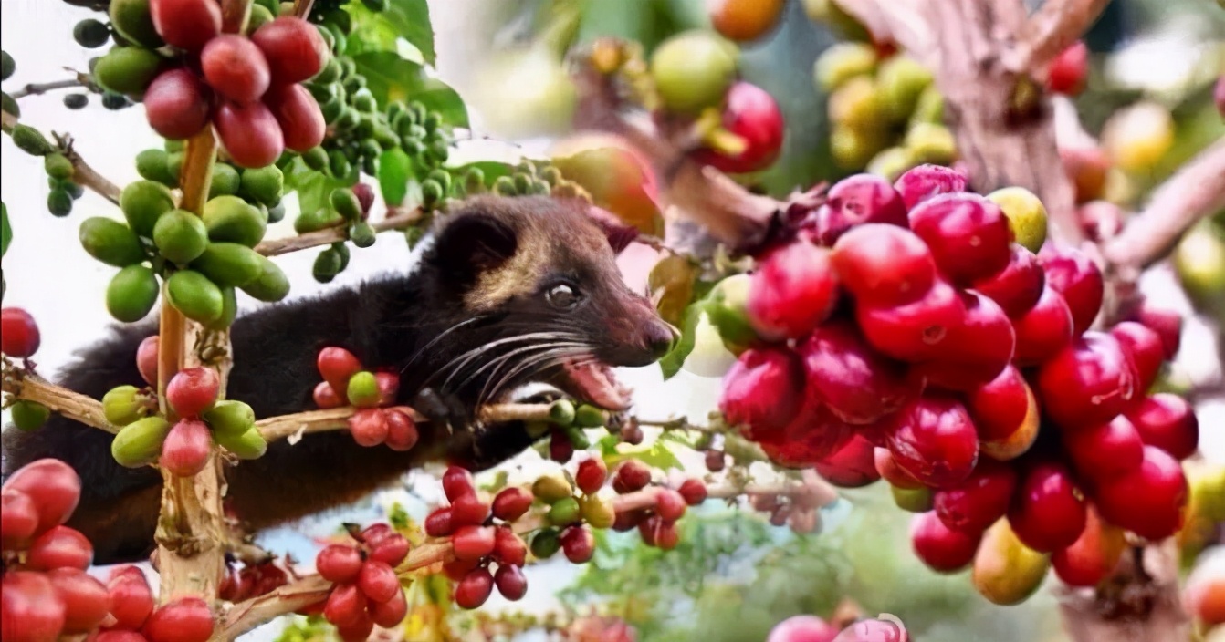 猫屎咖啡到底是什么,猫屎咖啡是怎样由来