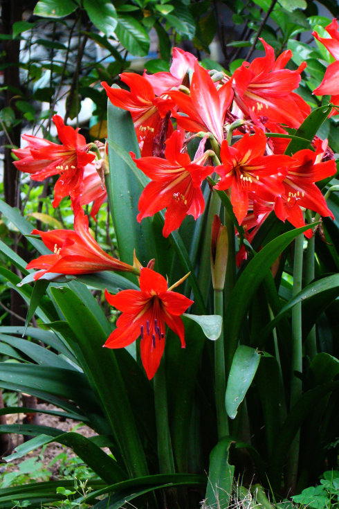 好养的盆栽花卉排名前十,盆栽花比较好养的有哪些