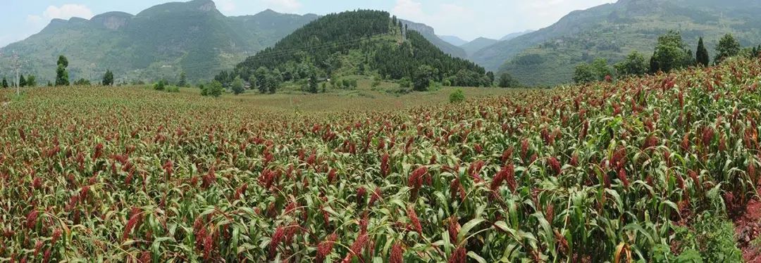郎酒哪种酒值得收藏,贵州十大酱香名酒郎酒