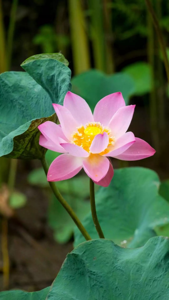 小清新花朵壁纸唯美文艺,唯美淡雅花朵风景图片壁纸