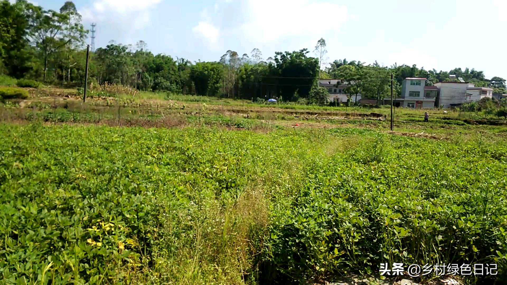 农民花生收获的季节,农民收获花生场景