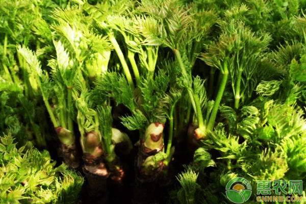 2022年春分是几点几分几秒,2022年春分是哪一天几点