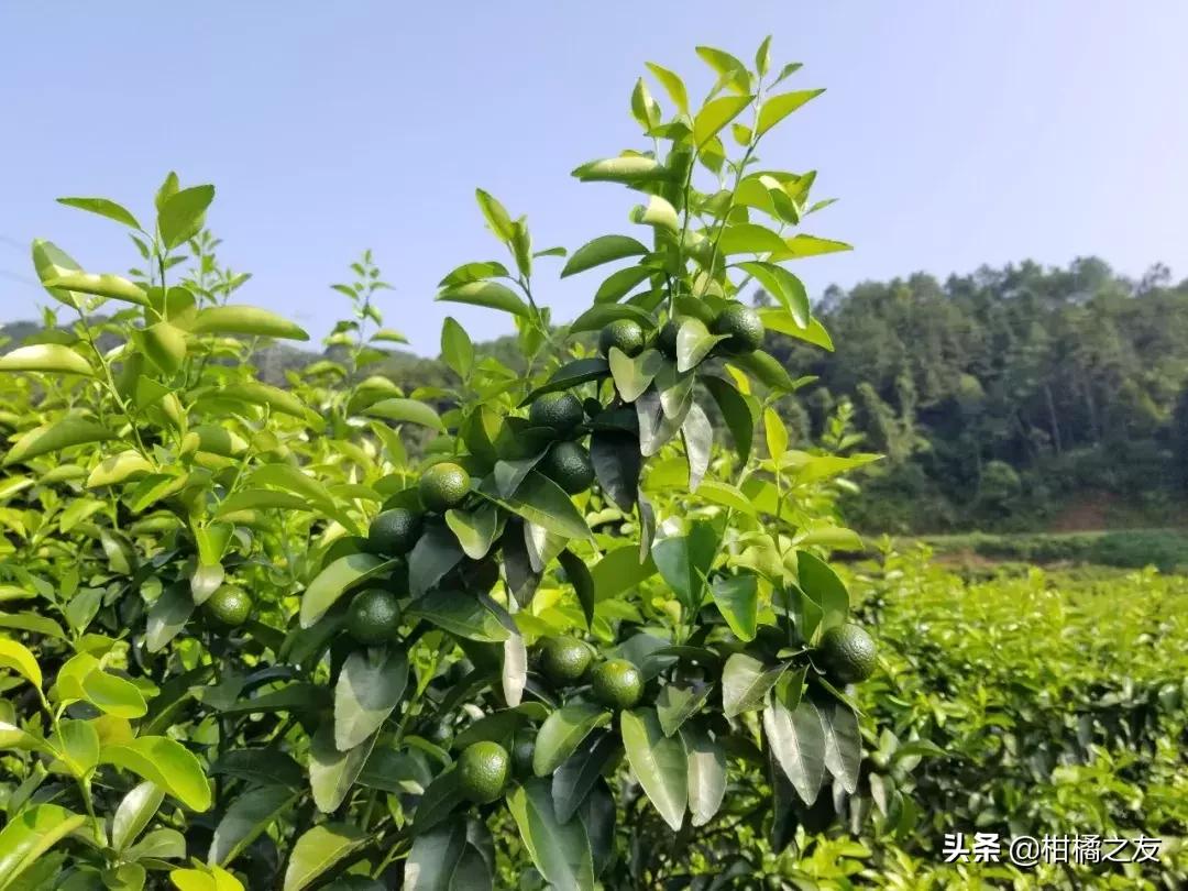 沙糖桔防治病虫害的最佳配方,果农套袋知识