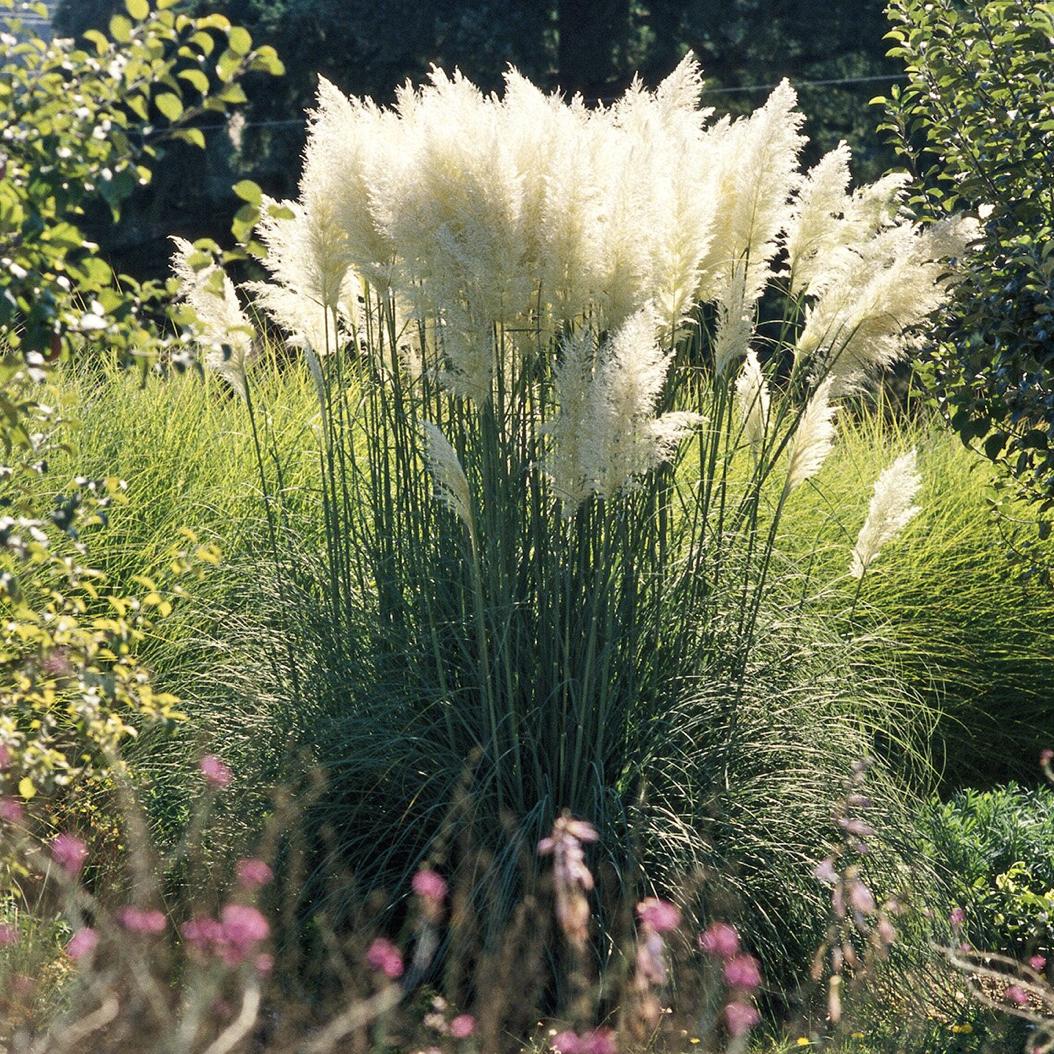 既能净化空气又美观的植物,10种好看的花卉