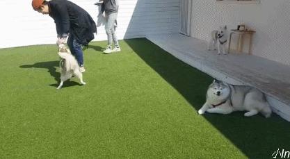 二哈减肥,为什么二哈会变瘦