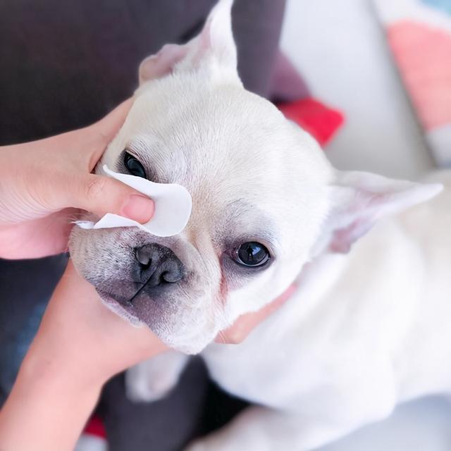狗狗治疗泪痕有效,有泪痕的狗狗怎么才能去掉泪痕
