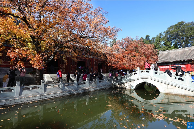 北京香山红叶林观看最佳月份,北京香山红叶最佳观赏期是在几月