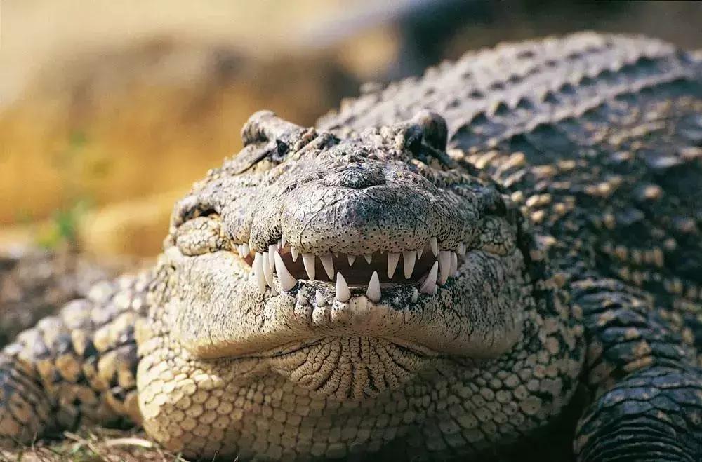 牛油果是个骗局么,牛油果的世纪大骗局