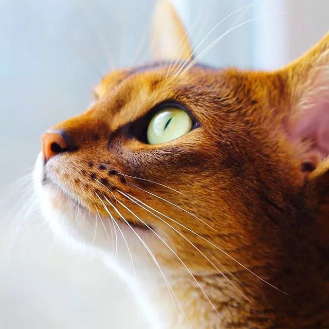 贵族阿比西尼亚猫,神秘的波斯猫