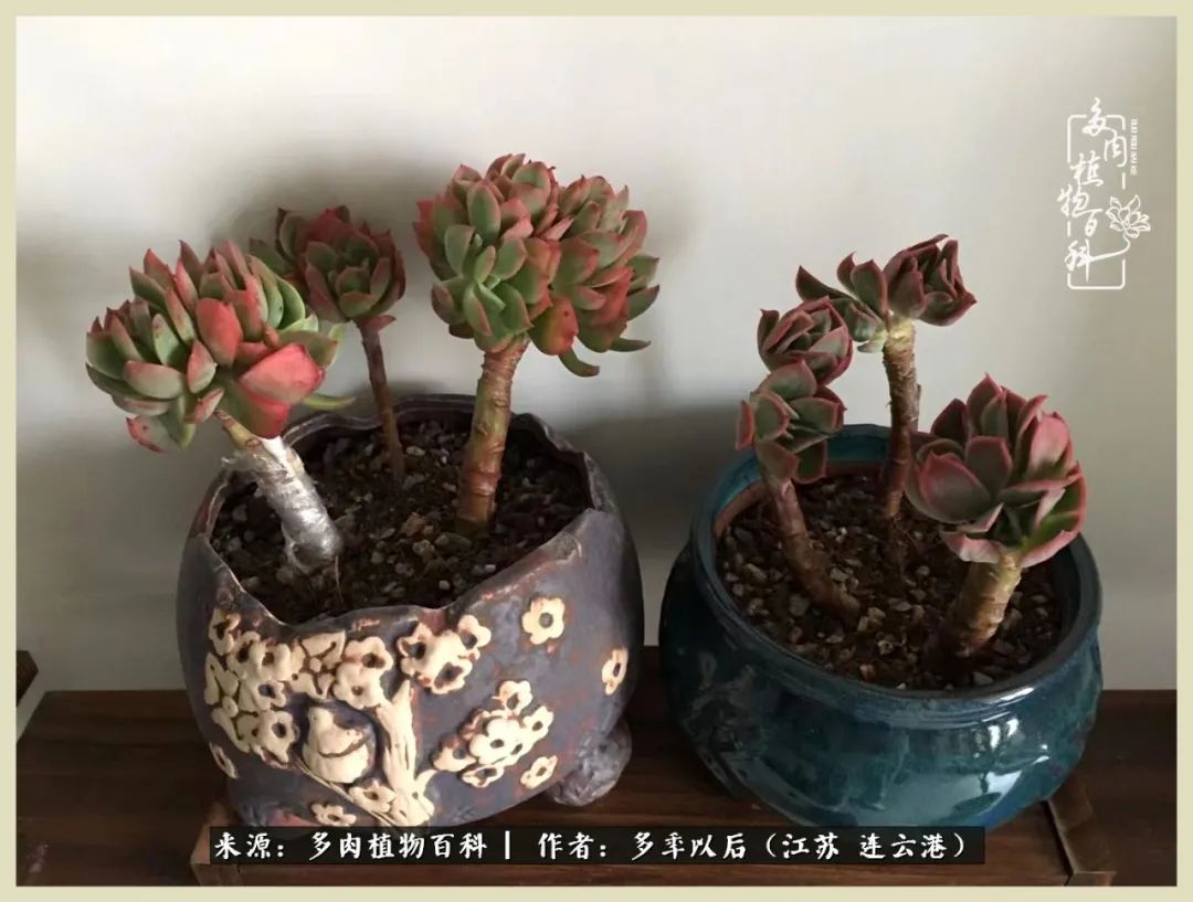 多去花前谈以后，少来月下忆当年