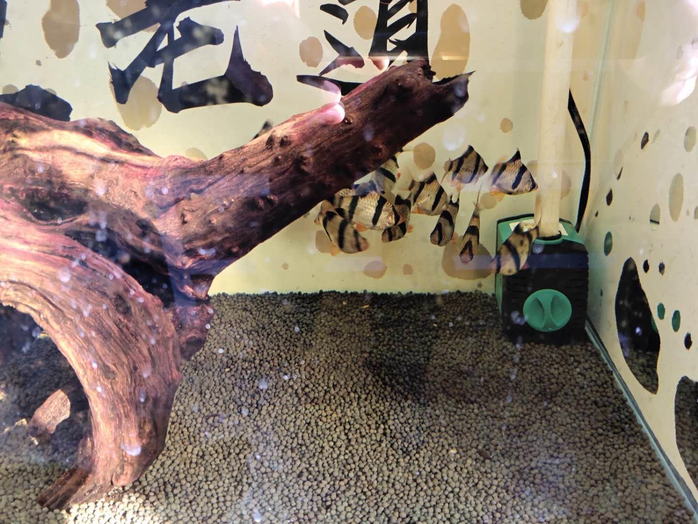 孔雀鱼可以和迷你鹦鹉鱼一起养吗,孔雀鱼可以跟迷你鹦鹉鱼一起养吗