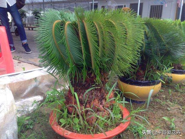 铁树不生根怎么办,铁树不茂怎么办