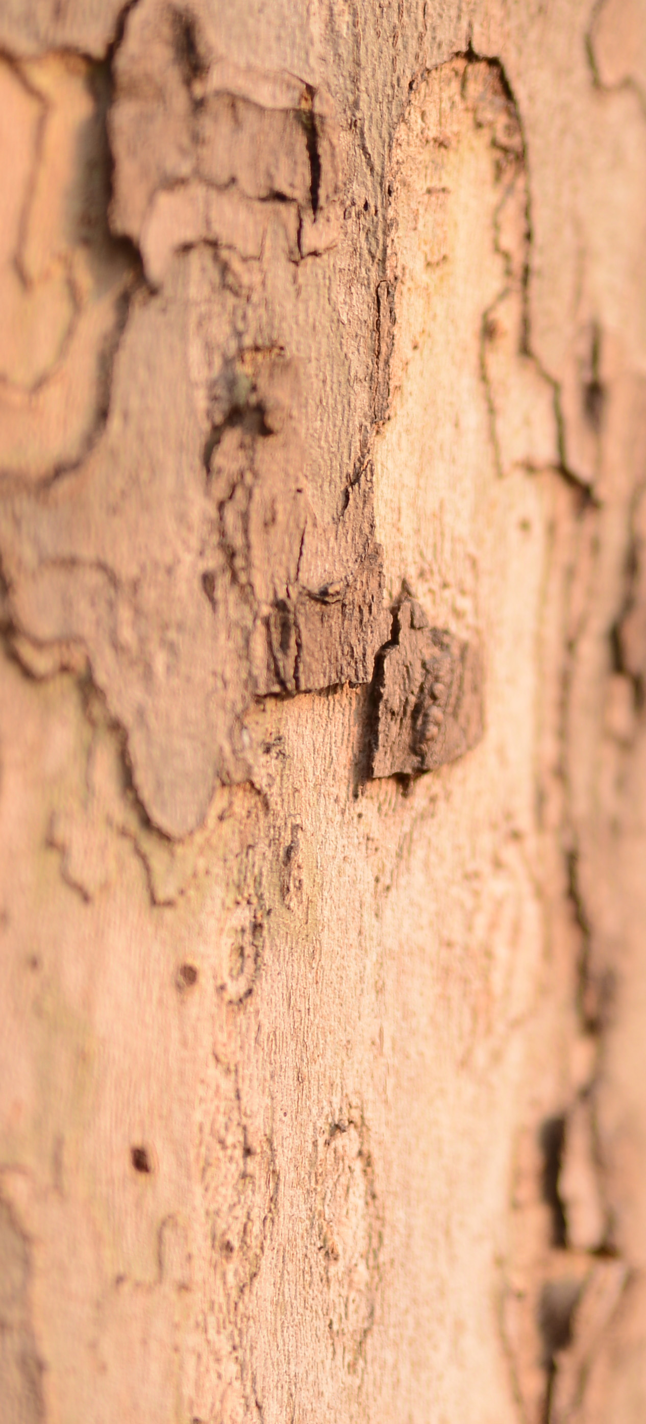 第14篇，尼康相机的标头-2021年元旦快乐