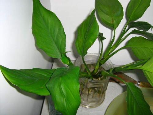 万年青植物的养护方法,万年青的养护方法和注意事项