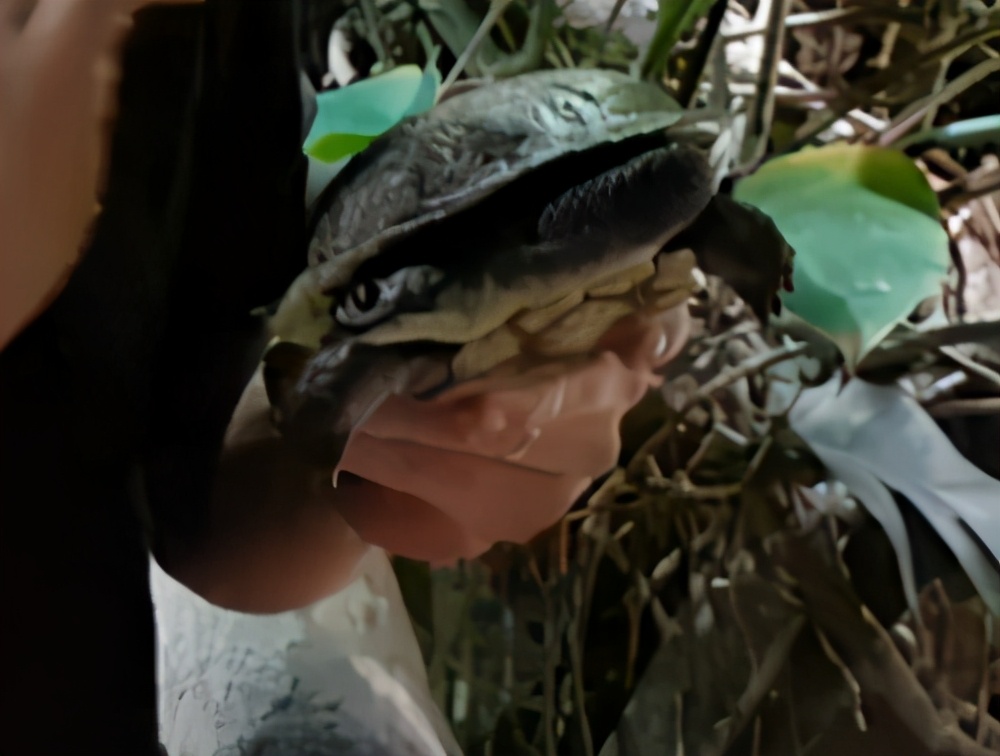 龟龟长大了,我滴个龟龟是什么意思