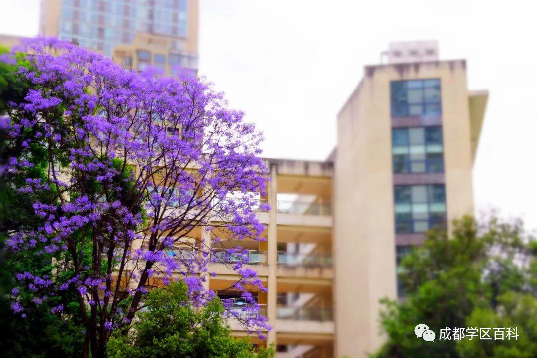 成都四七九初中有哪些,成都四七九中分别是哪些学校