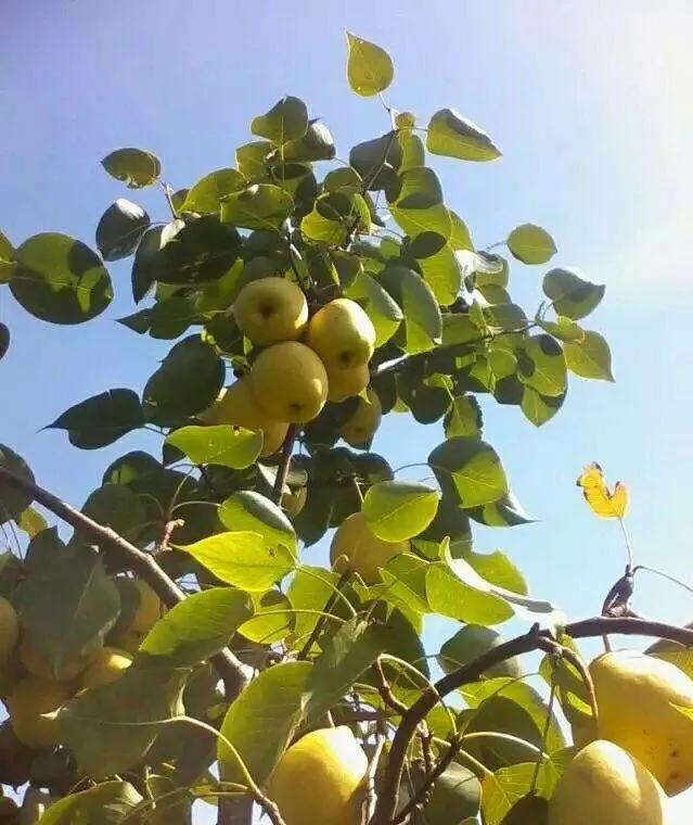 植物百科,植物百科视频