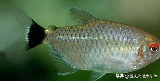 十种最漂亮的观赏鱼视频播放,观赏鱼60条