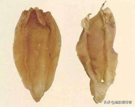 哪种鱼胶最好7种鱼胶的分类,鱼胶知识与食用方法