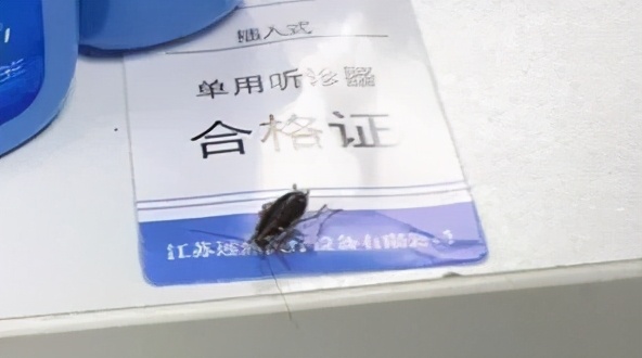 饮水机出了一只蟑螂怎么办,饮水机接出来的蟑螂能活多久